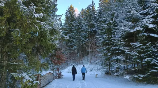 Walking through the winter forest