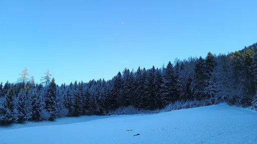 Winter woods and moon