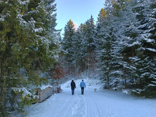 Walking through the winter forest