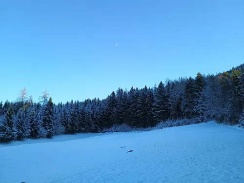 Winter woods and moon