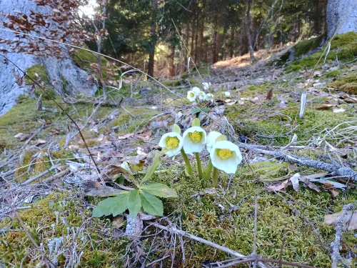 Christmas roses at Lunzberg, February 2026