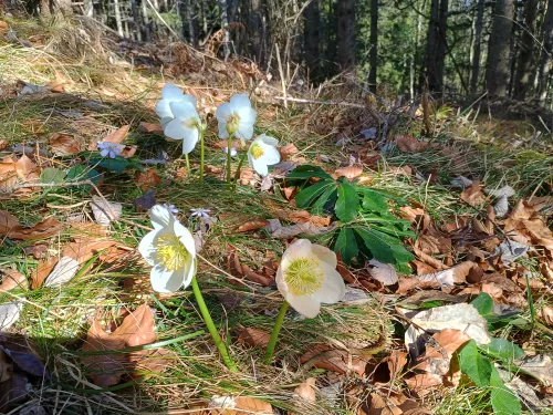 Christmas roses in the afternoon sun, Lunzberg, February 2026