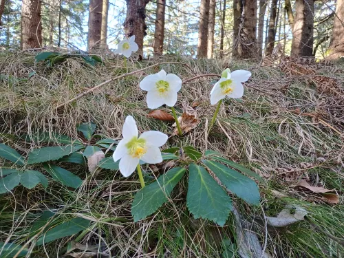 Christmas roses at Lunzberg, February 2026