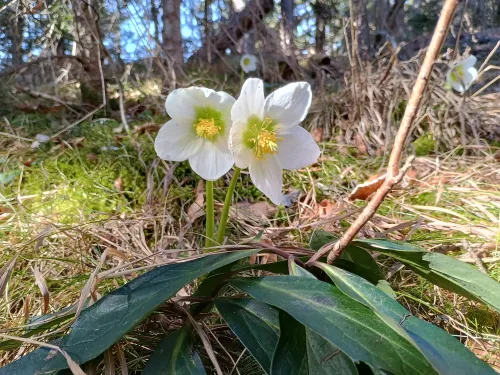 Close-up of 2 Christmas roses at Lunzberg, February 2026